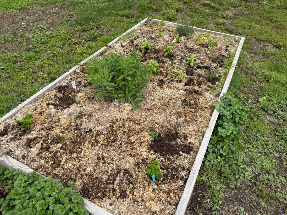 Rabbit manure on a raised herb garden bed