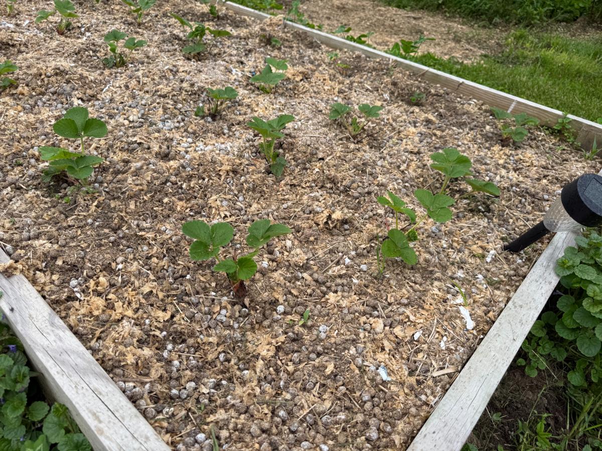 Rabbit manure in a raised garden bed