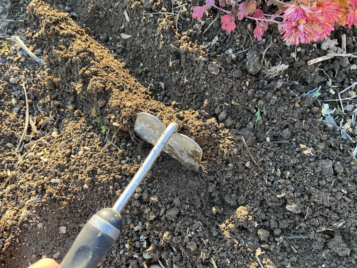 Hoeing seeds with rabbit manure for fertilization