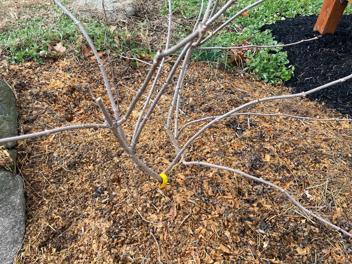 Rabbit manure and shavings around a newly planted elderberry plant