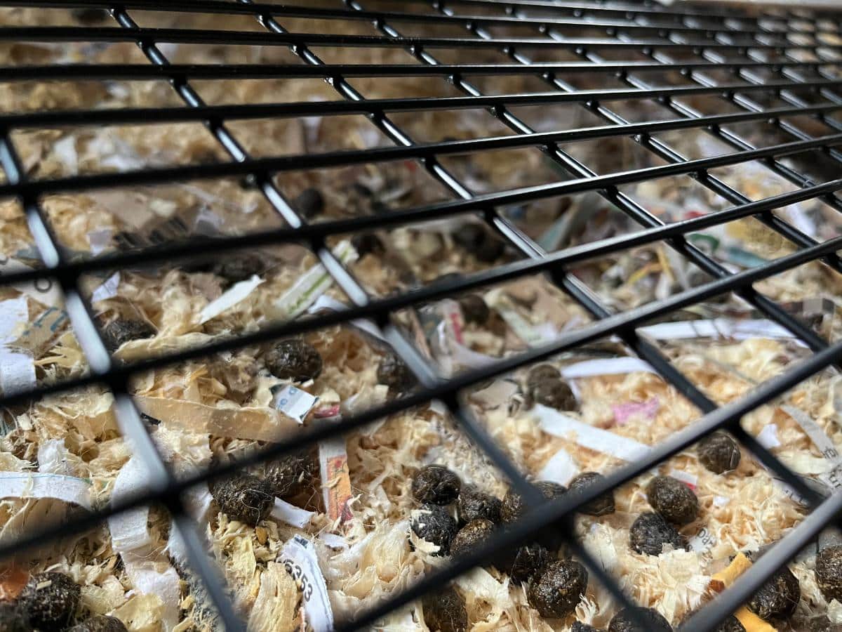 Rabbit manure in a dropping tray