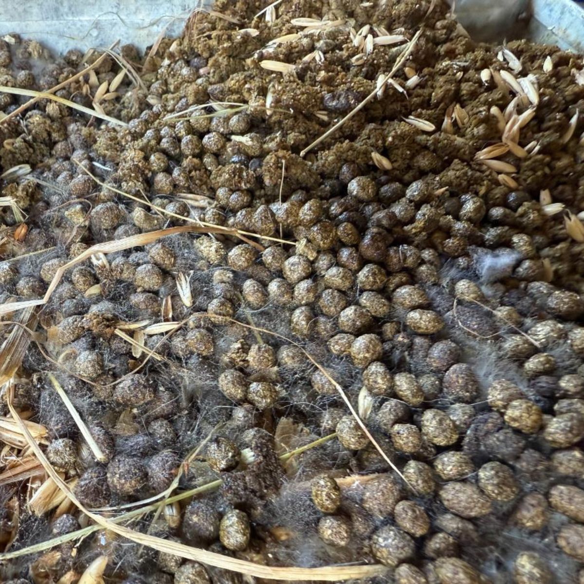 Complete Guide to Using Rabbit Manure for Fertilizing
