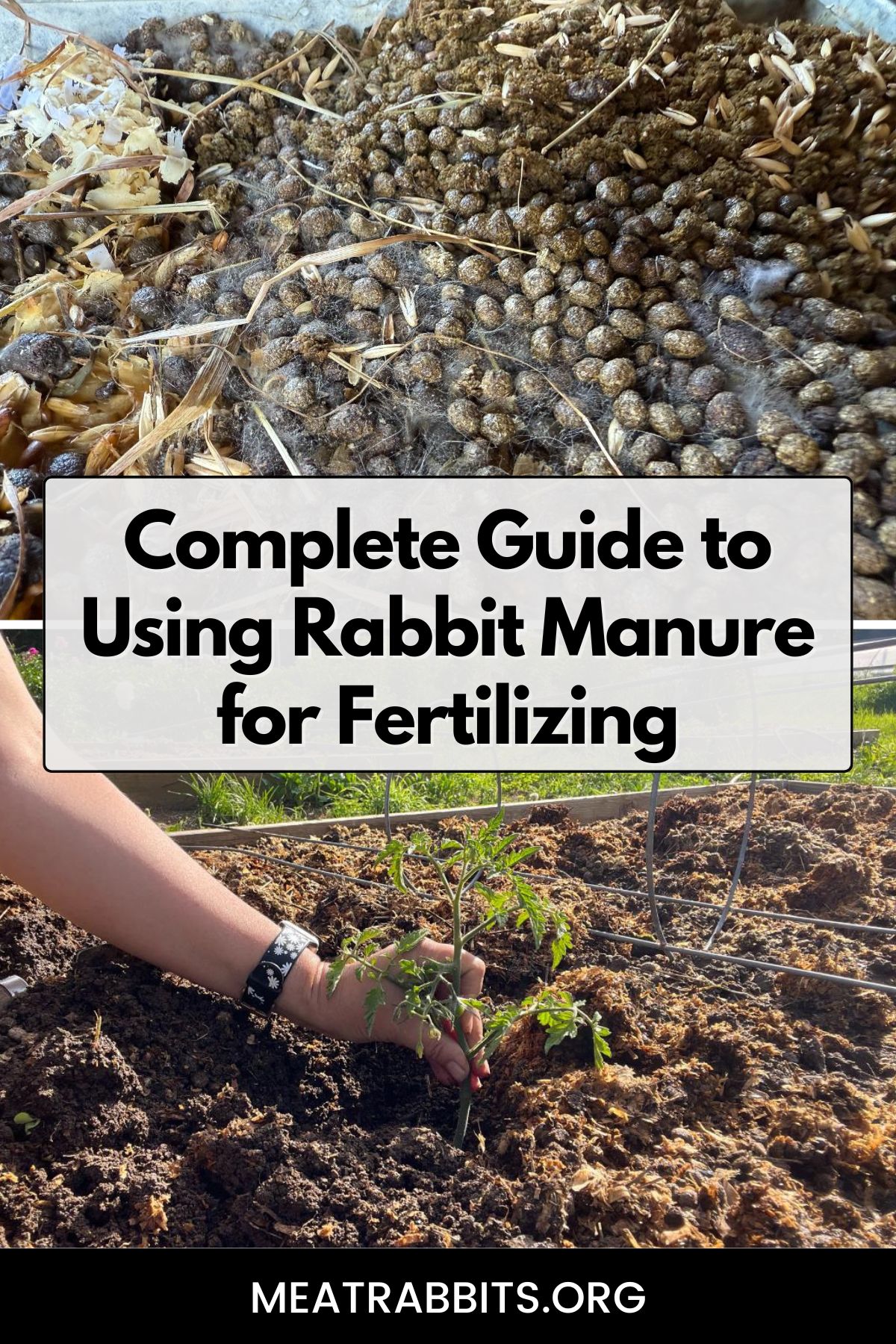 Complete Guide to Using Rabbit Manure for Fertilizing Pinterest image